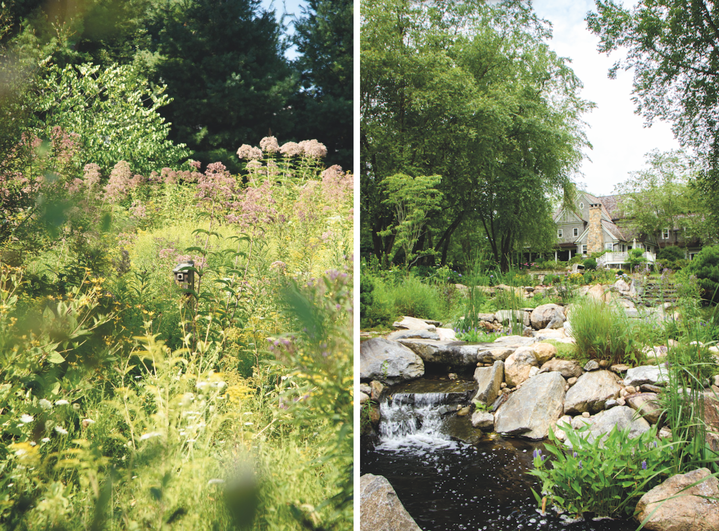 Steve Zatz's Native Meadow — Bedford & New Canaan Magazine